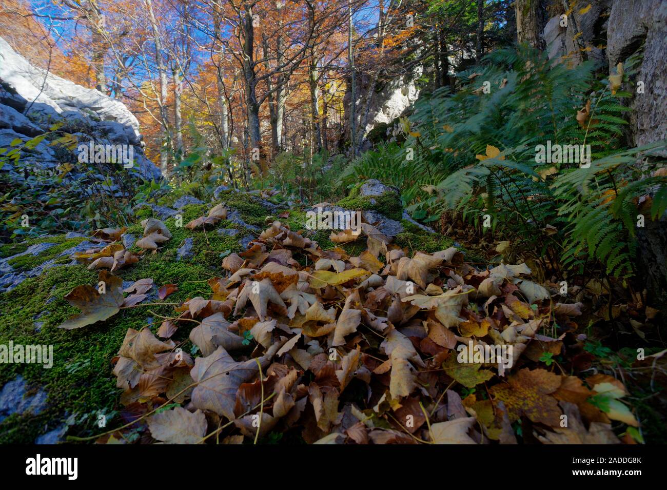 Autumn on the Bijele stijene mountains in Croatia Stock Photo