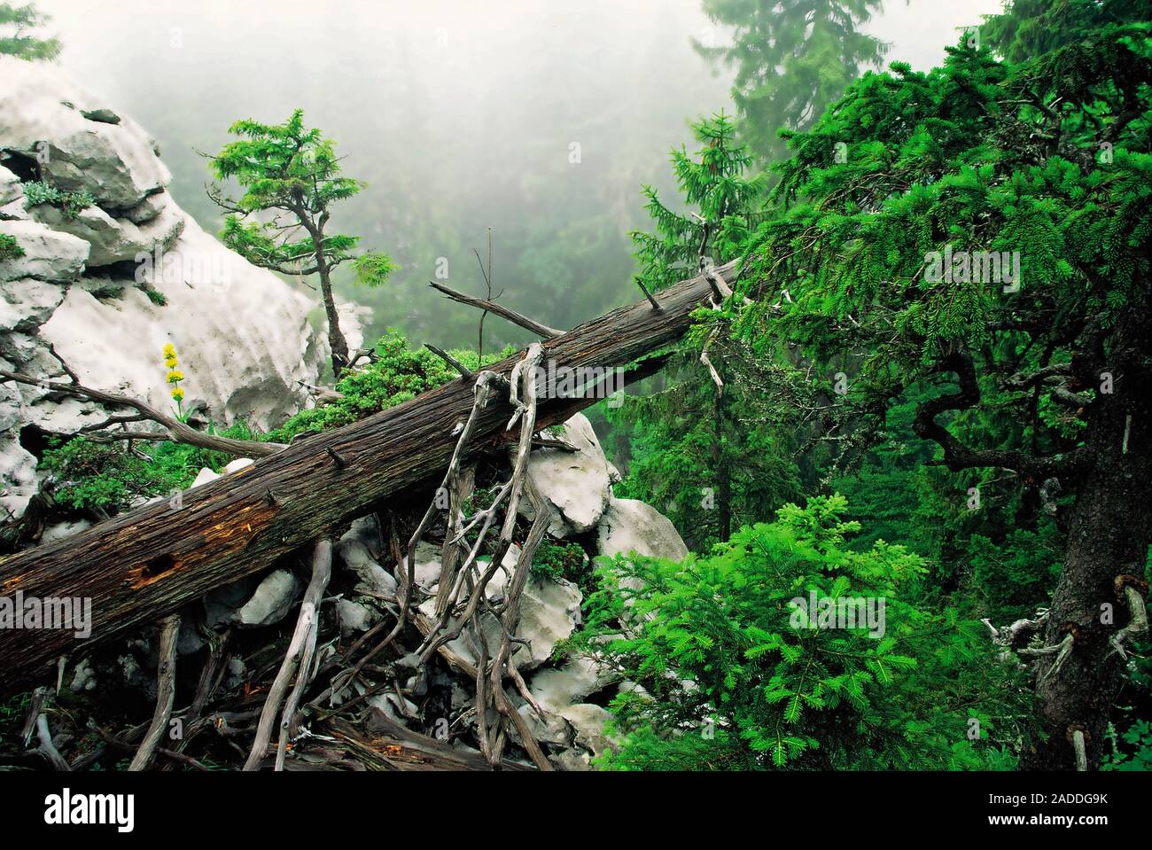 Dead tree in Bijele stijene mountains and nature reserve in Croatia Stock Photo
