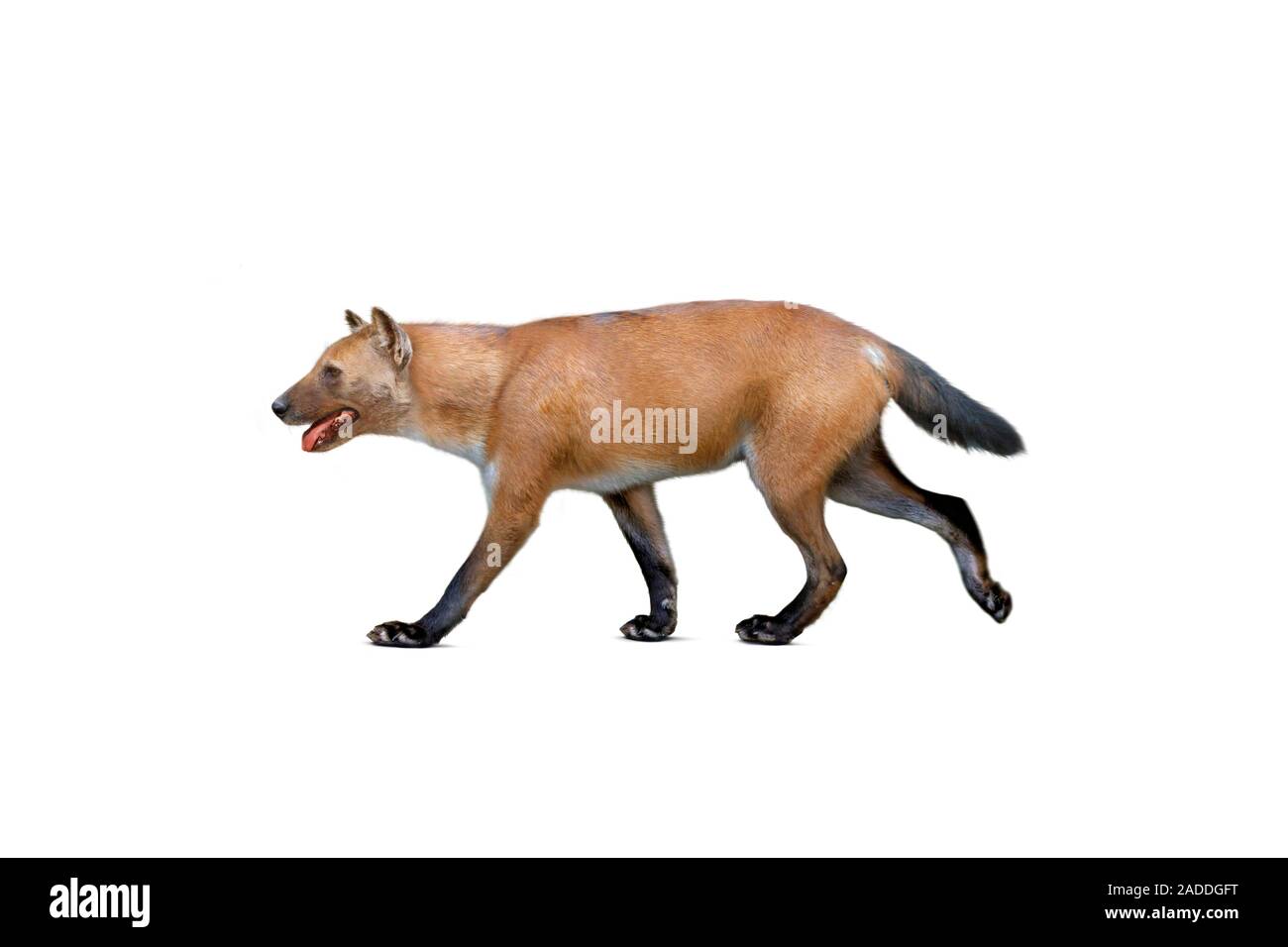 Extinct canine store