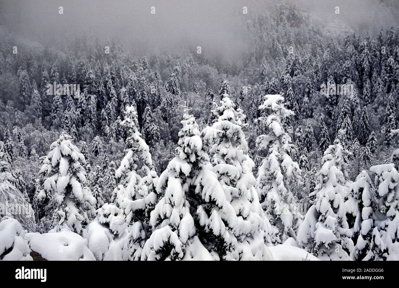 Treetops with fresh snow on the Bijele stijene mountains in Croatia Stock Photo