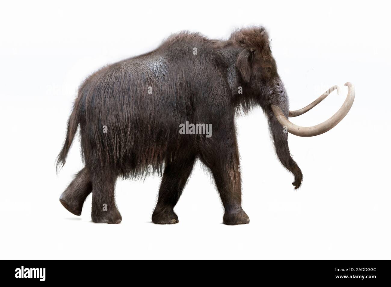 Illustration And Photo-reconstruction Of A Woolly, Or Siberian, Mammoth 