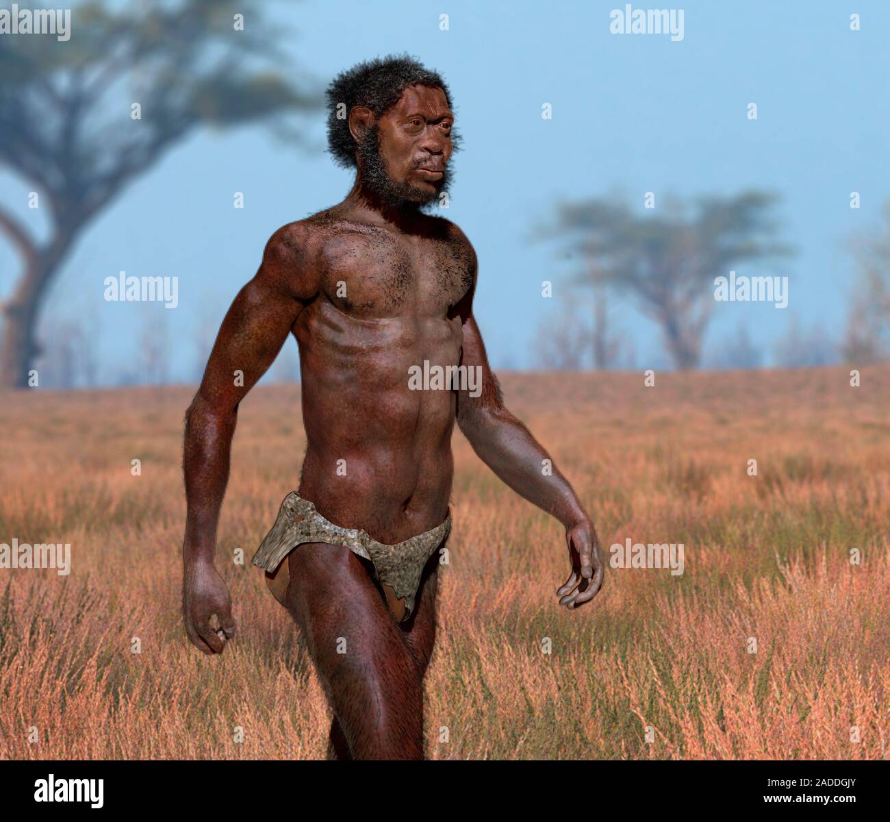 Illustration of a Homo sapiens idaltu male. This extinct subspecies of Homo sapiens (modern humans) lived in Ethiopia around 160,000 years ago. It is Stock Photo