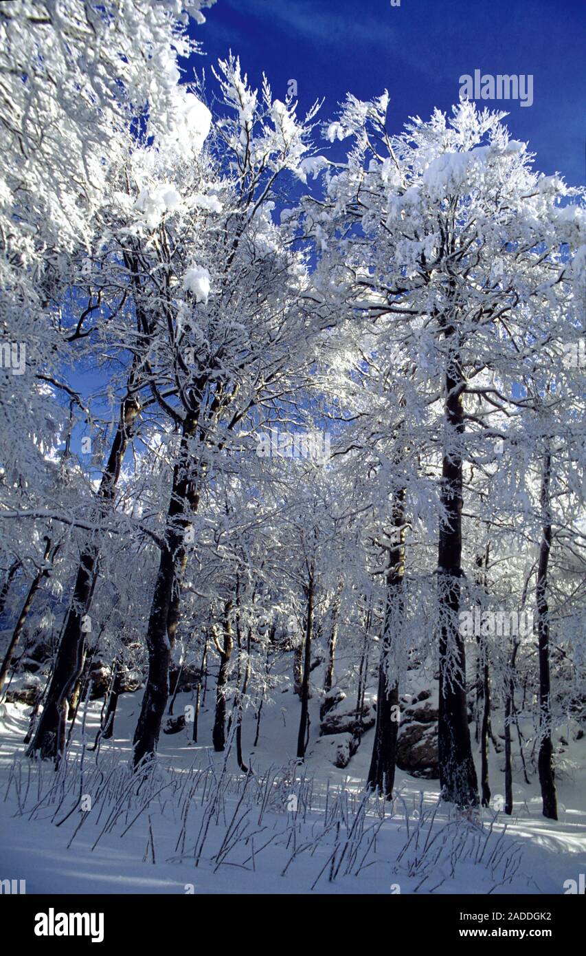 Sunny winter day on Bijele stijene mountains in Croatia Stock Photo