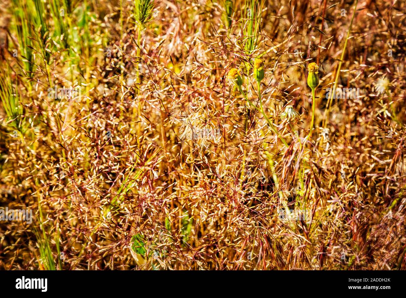 Autumn in Dorfak Stock Photo - Alamy