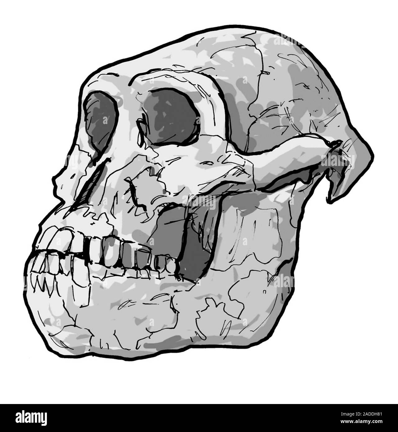 Desenho Do Cranio Do Australopithecus Afarensis Imagem Dos Desenhos