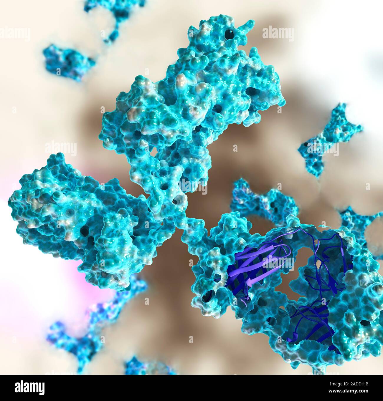 Antibodies. Illustration of immunoglobulin antibody molecules, with one ...