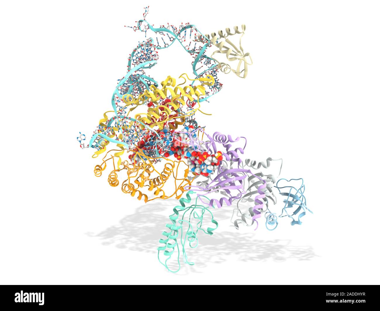 Telomerase active site bound to DNA, molecular model. Telomerase is a ...