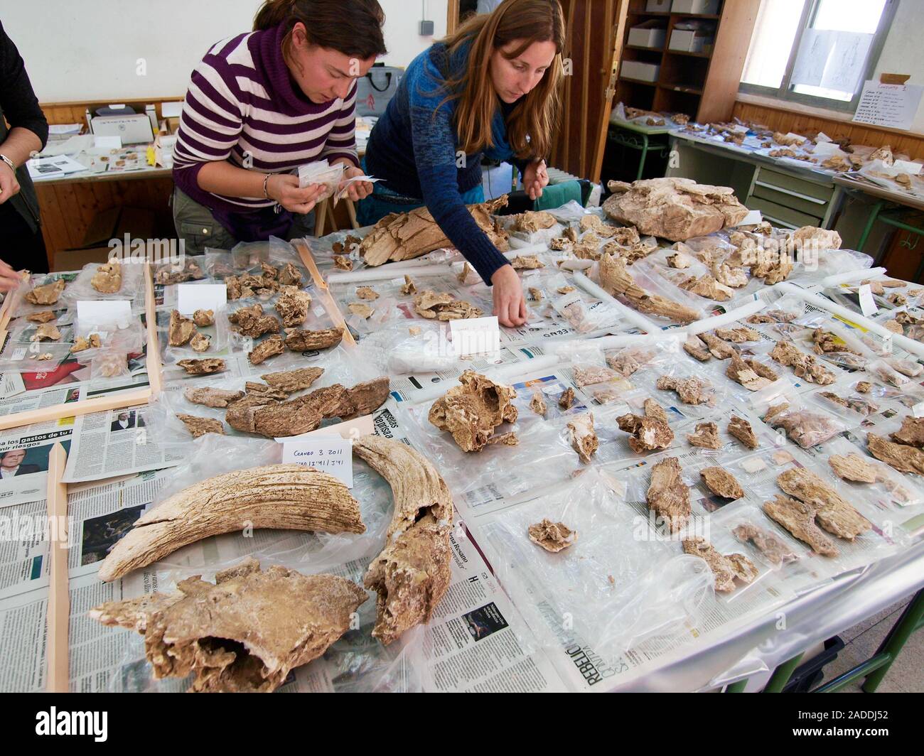 Fossil analysis at Neanderthal excavation site. Researchers analysing and cataloguing fossils