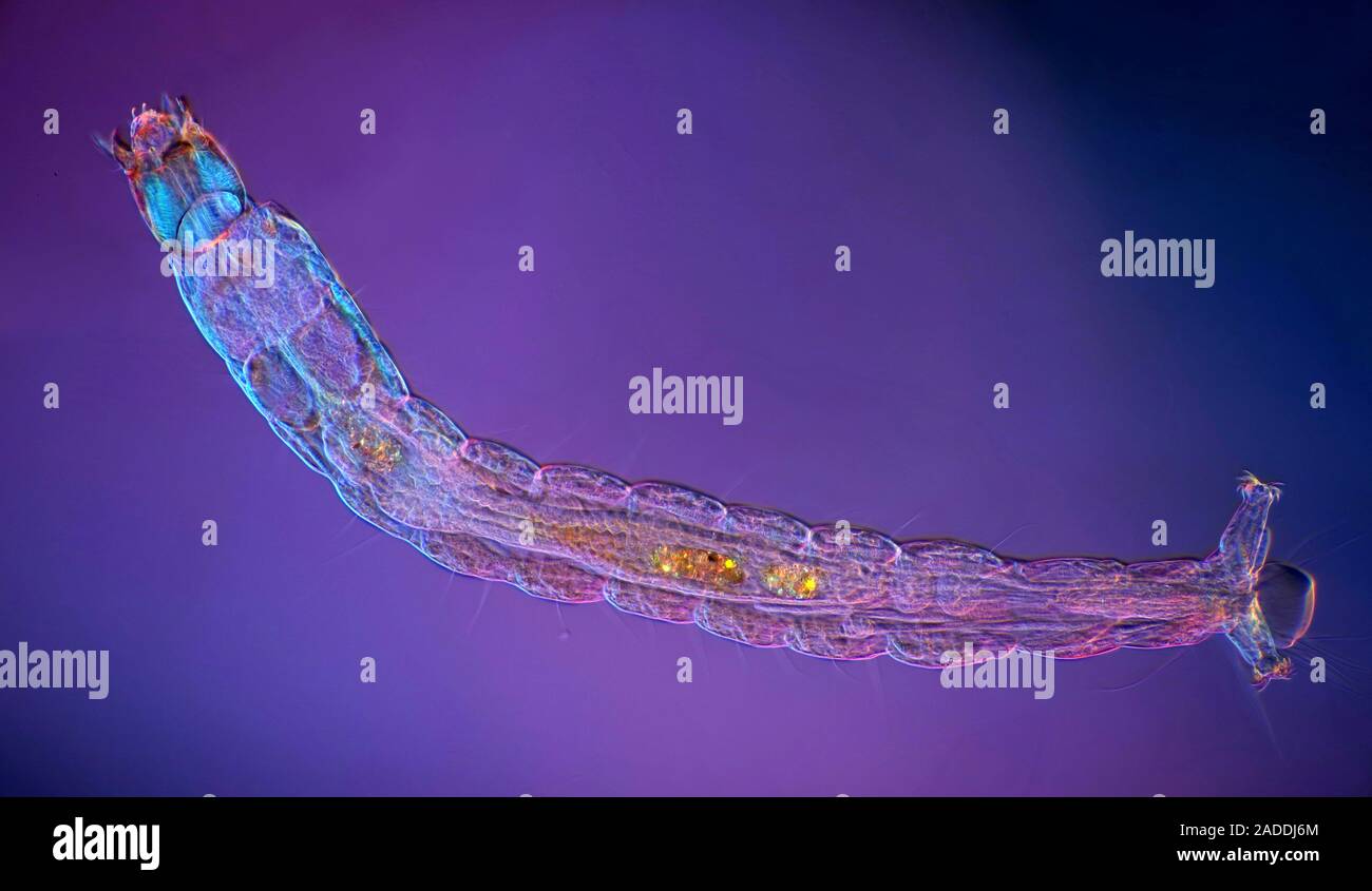 Fly larva. Polarised light micrograph of the aquatic larva of a fly