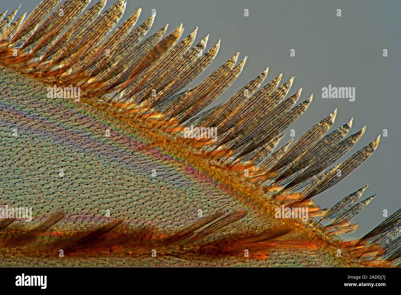 Mosquito wing. Polarised light micrograph the tip of a wing from a mosquito (family Culicidae