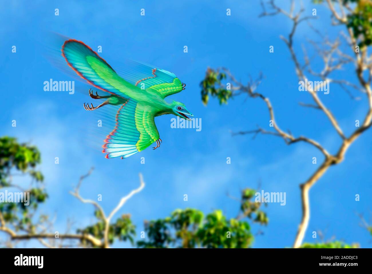 Illsutration of archaeopteryx. This animal, whose name means 'ancient