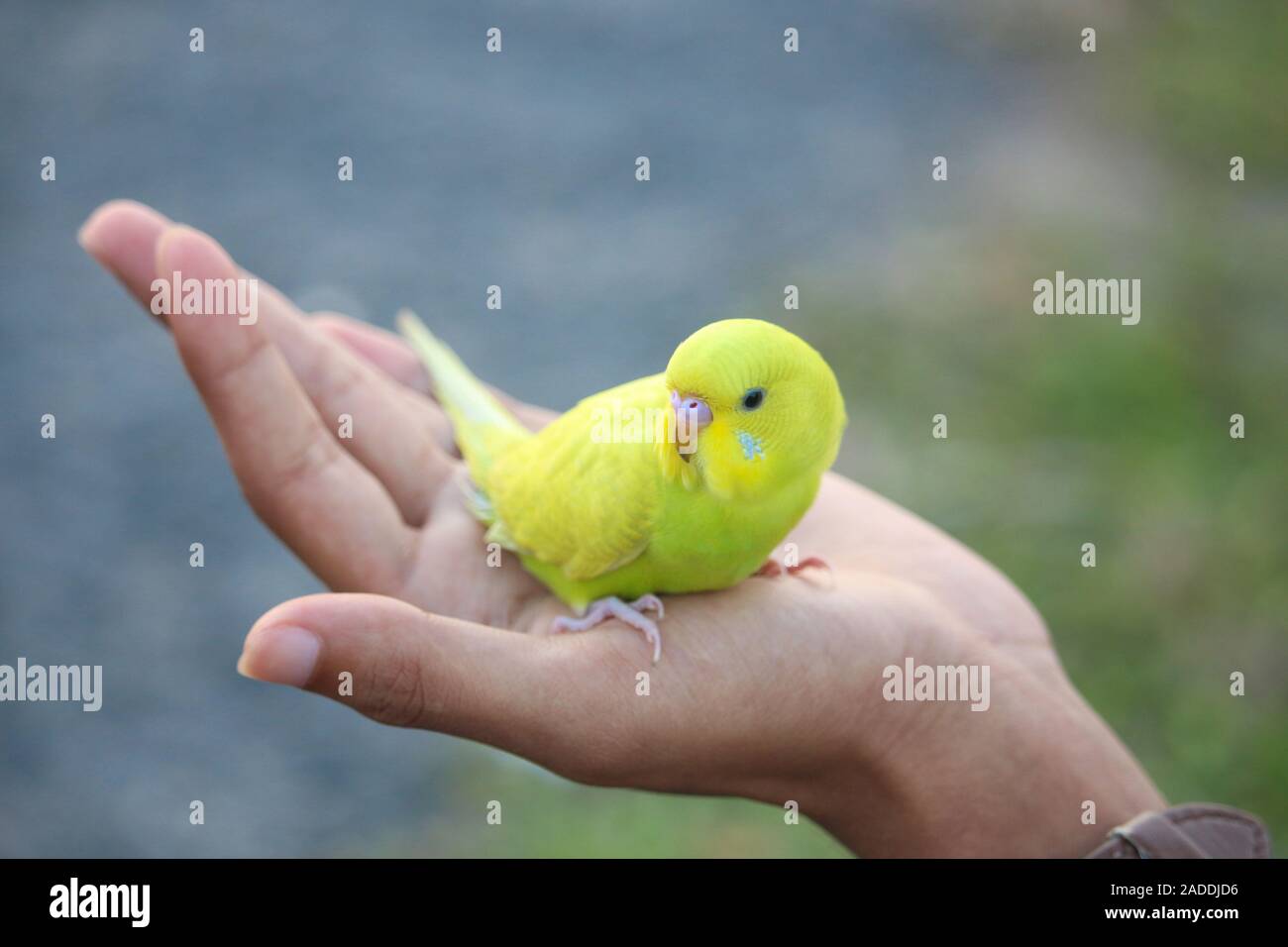 The beautiful bird is sitting on human hands Stock Photo - Alamy