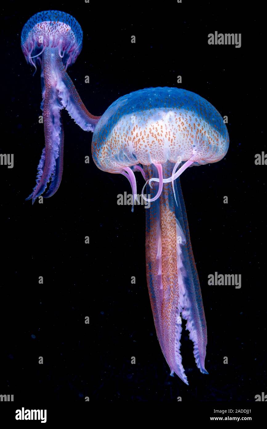 Jellyfish Stinging Cells Genetic On Off Switch Identified In Cnidocyte jellyfish-stinging-cells-genetic-on-off-switch-identified-in-cnidocyte