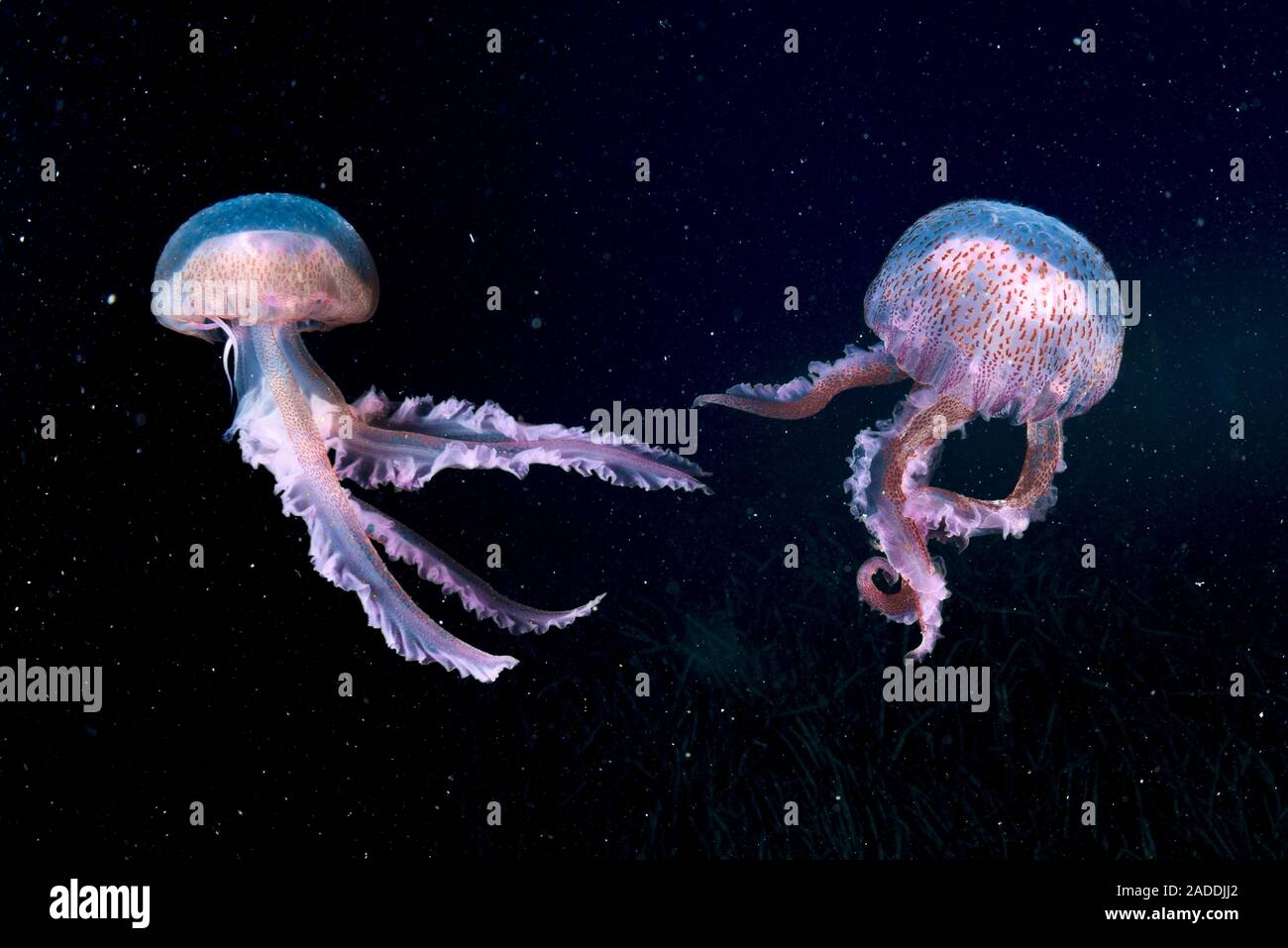 Mauve Stinger Jellyfish Pelagia Noctiluca This Jellyfish Is Found In mauve-stinger-jellyfish-pelagia-noctiluca-this-jellyfish-is-found-in