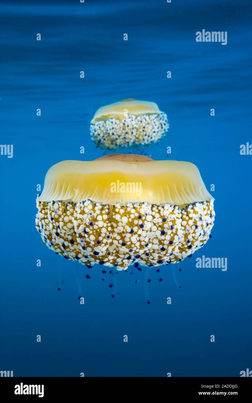 Mediterranean jellyfish (Cotylorhiza tuberculata). This jellyfish has