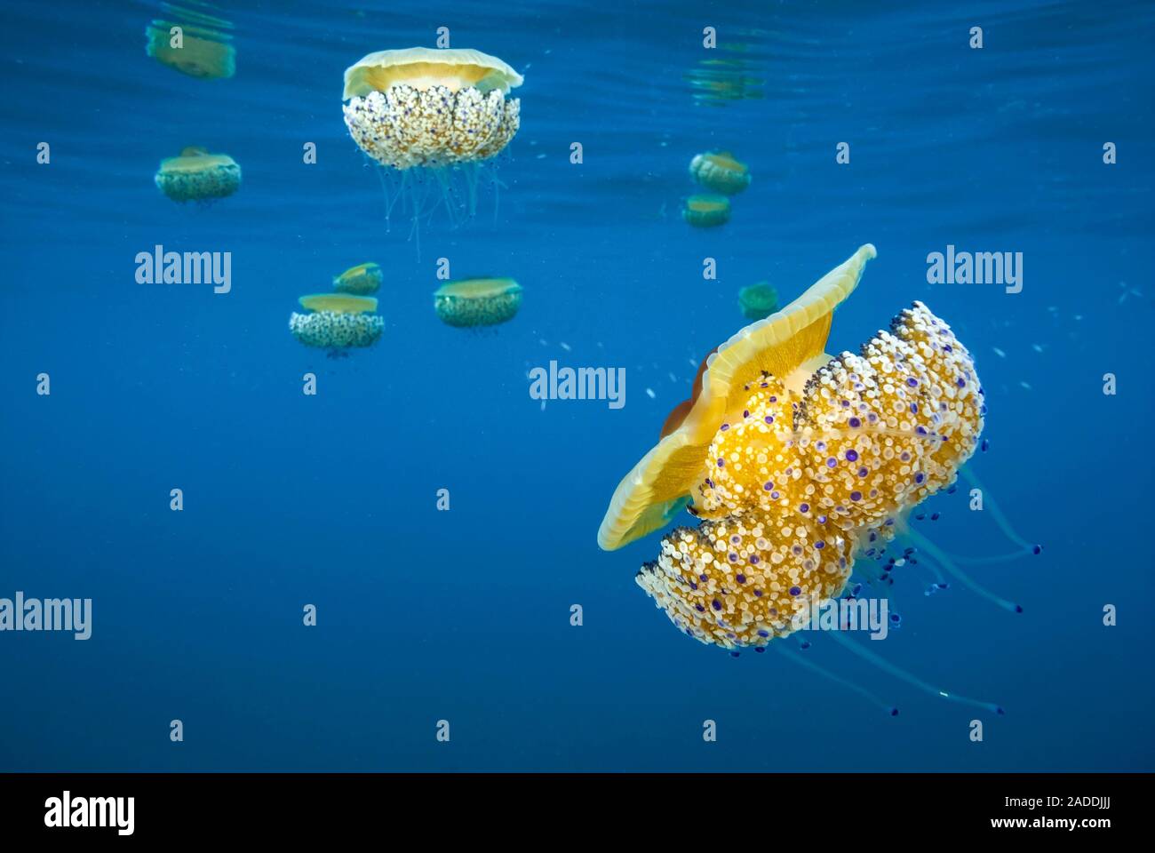 Mediterranean jellyfish (Cotylorhiza tuberculata). This jellyfish has  clumps of stinging cells (nematocysts) that are used to subdue prey such as  fish Stock Photo - Alamy