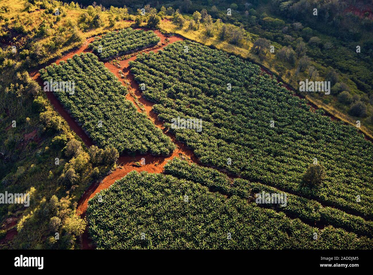 Banana plantation, aerial photograph. Photographed in Oahu, Hawaii, USA