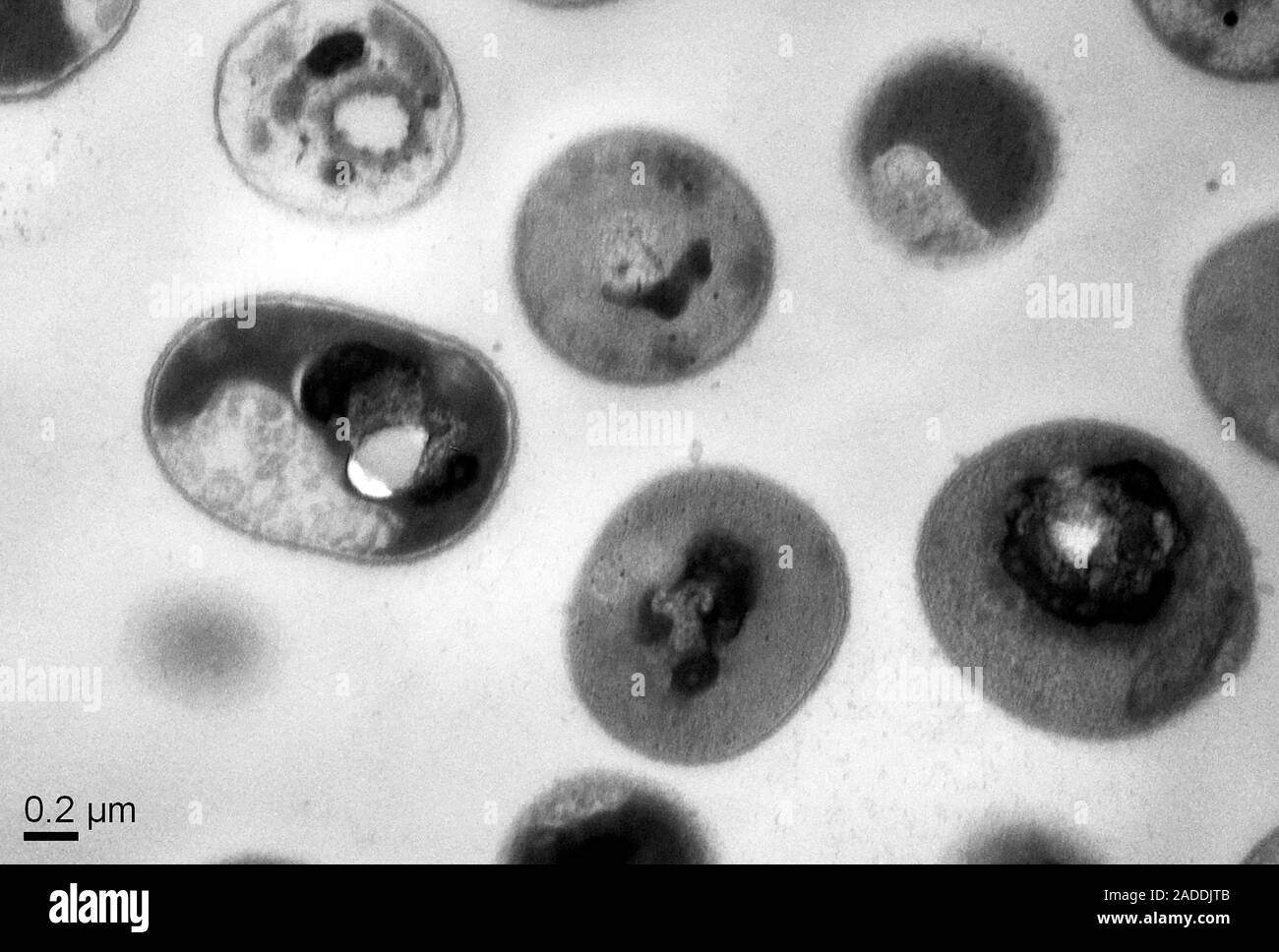 Bacteria killed by antimicrobial polymer. This new material was