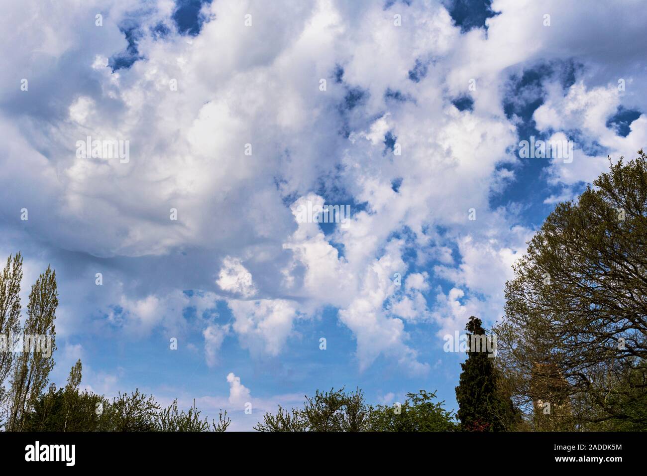 Altocumulus floccus clouds in spring. Altocumulus clouds occur at middle altitudes (2400-6000 metres). There are several types of altocumulus clouds. Stock Photo