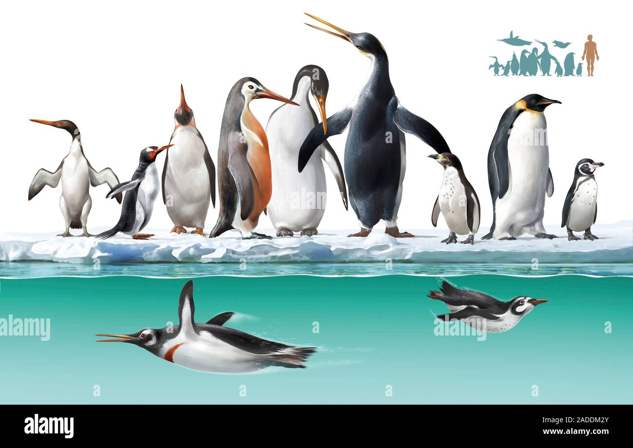 Extinct and living penguin comparison. Illustration comparing the