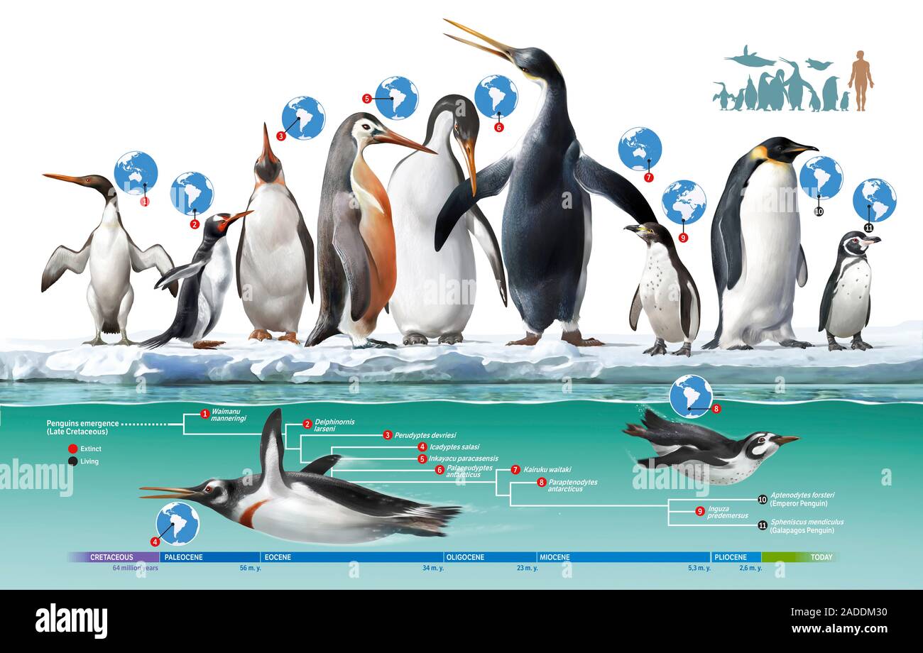 Extinct and living penguin comparison. Illustration showing relative