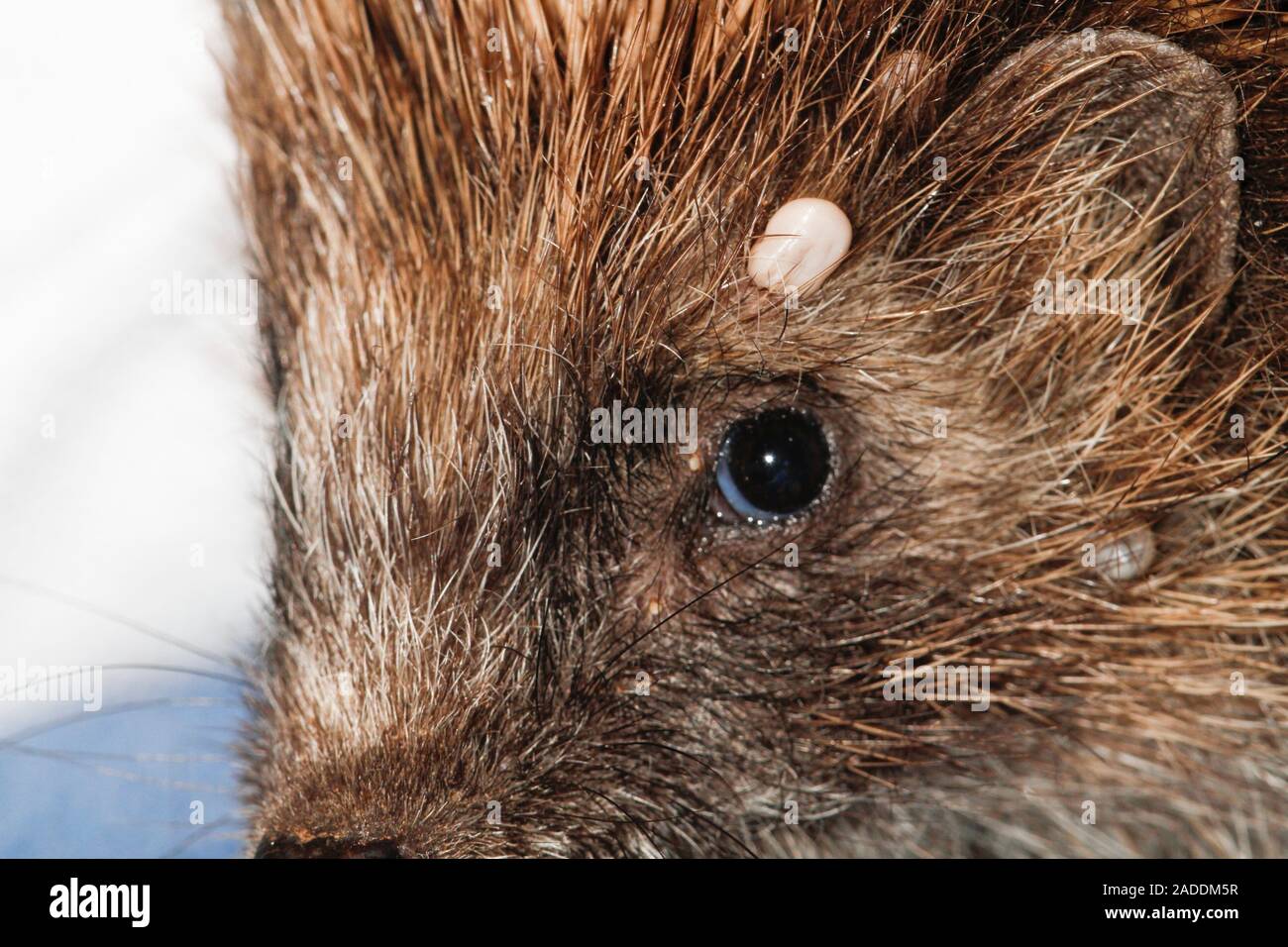 Hedgehog with a tick. European hedgehog (Erinaceus europaeus) with a