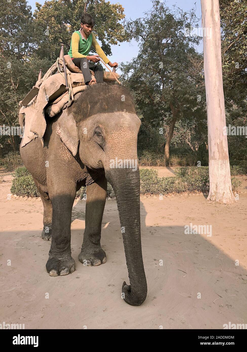 Asian elephant (Elephas maximus) and rider. The Asian elephant has been
