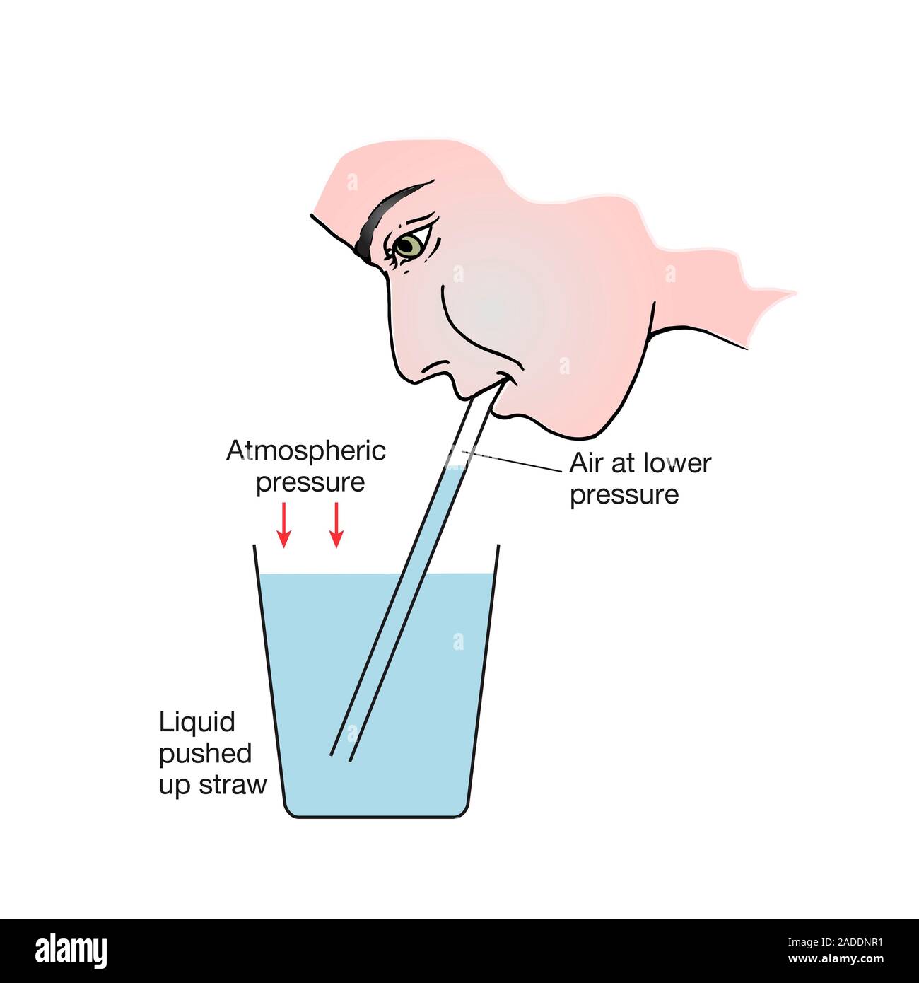 Drinking through a straw, illustration. A partial vacuum is created by sucking air out of the