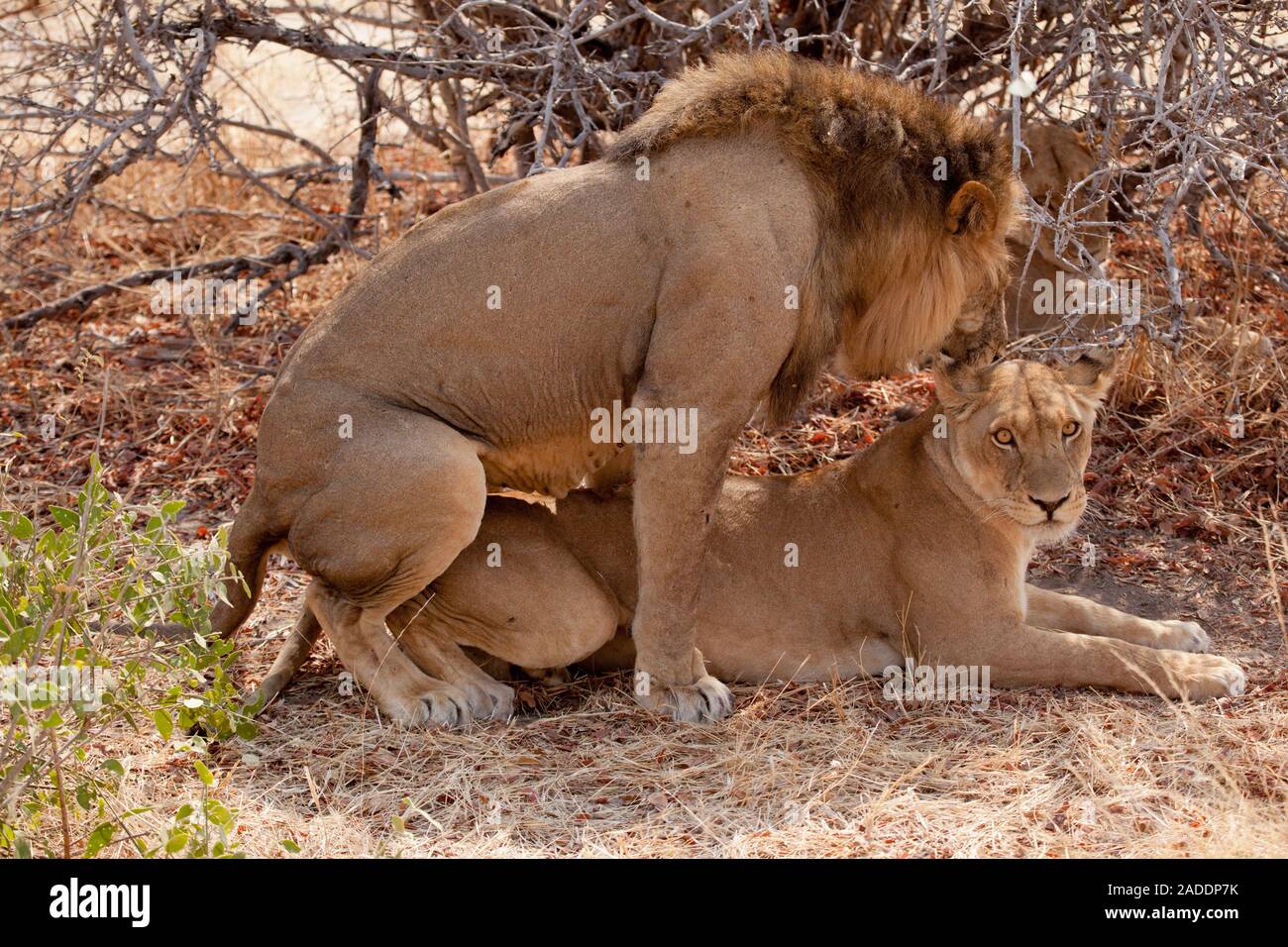 Male lion mounting female, Ruaha National Park, Tanzania Stock Photo