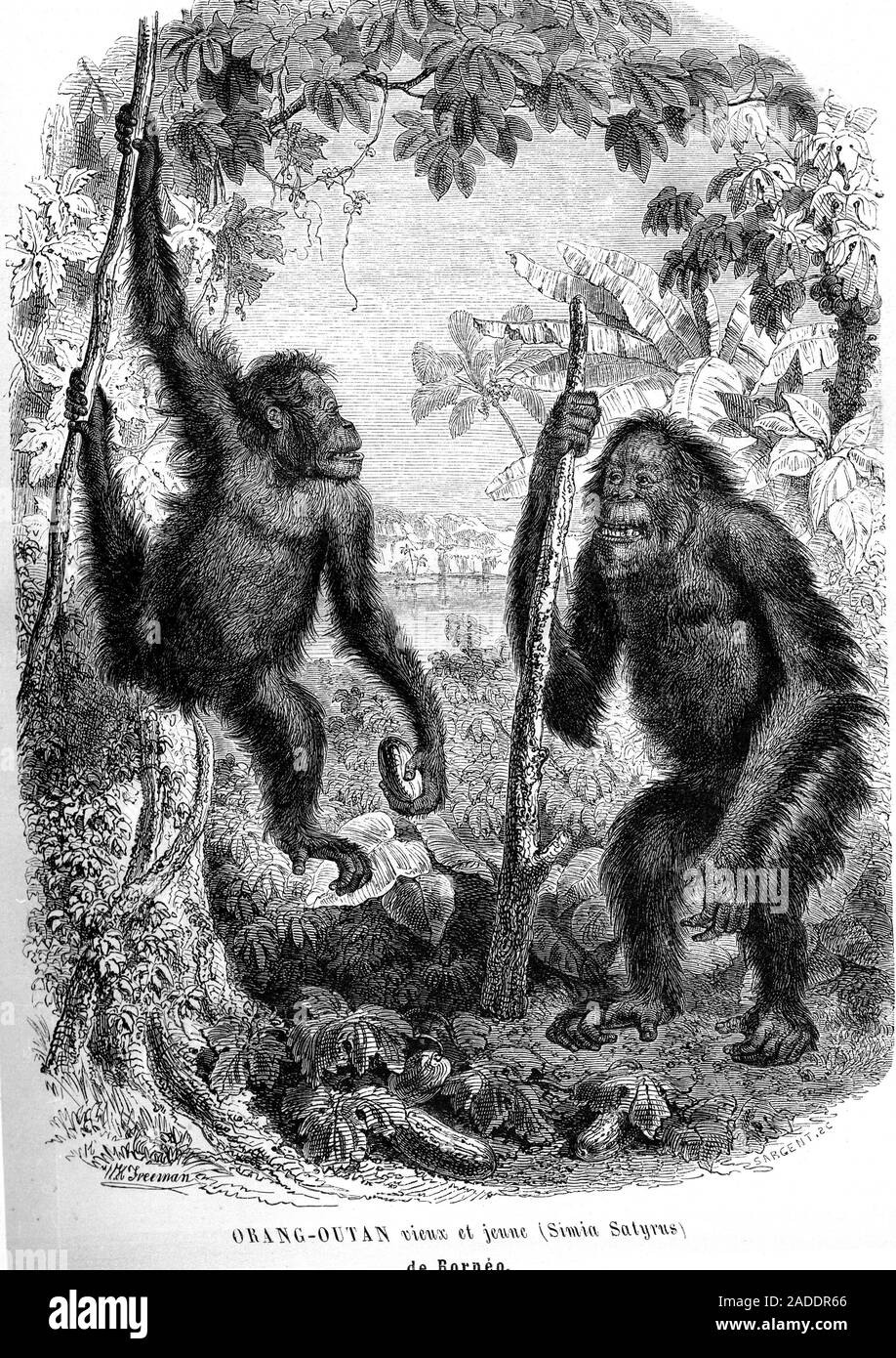 Orangutans. 1854 anatomical illustration of two orangutans (satyr monkeys, Simia satyrus, now Pongo sp.) in a forest in Borneo. These great apes are n Stock Photo