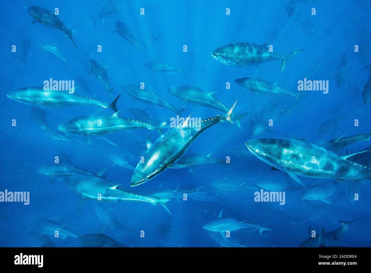 Bluefin tuna fish farm in the Mediterranean. Atlantic bluefin tuna
