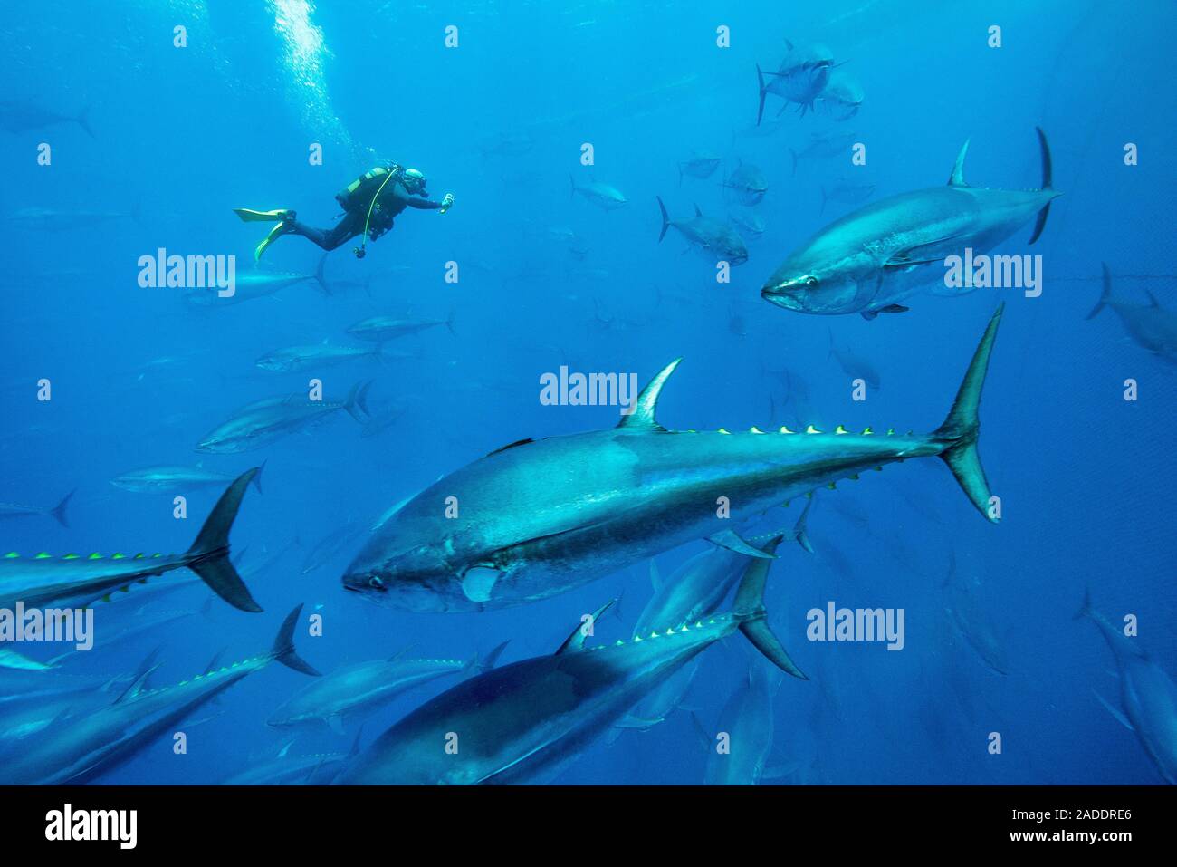 Bluefin tuna fish farm in the Mediterranean. Diver swimming with