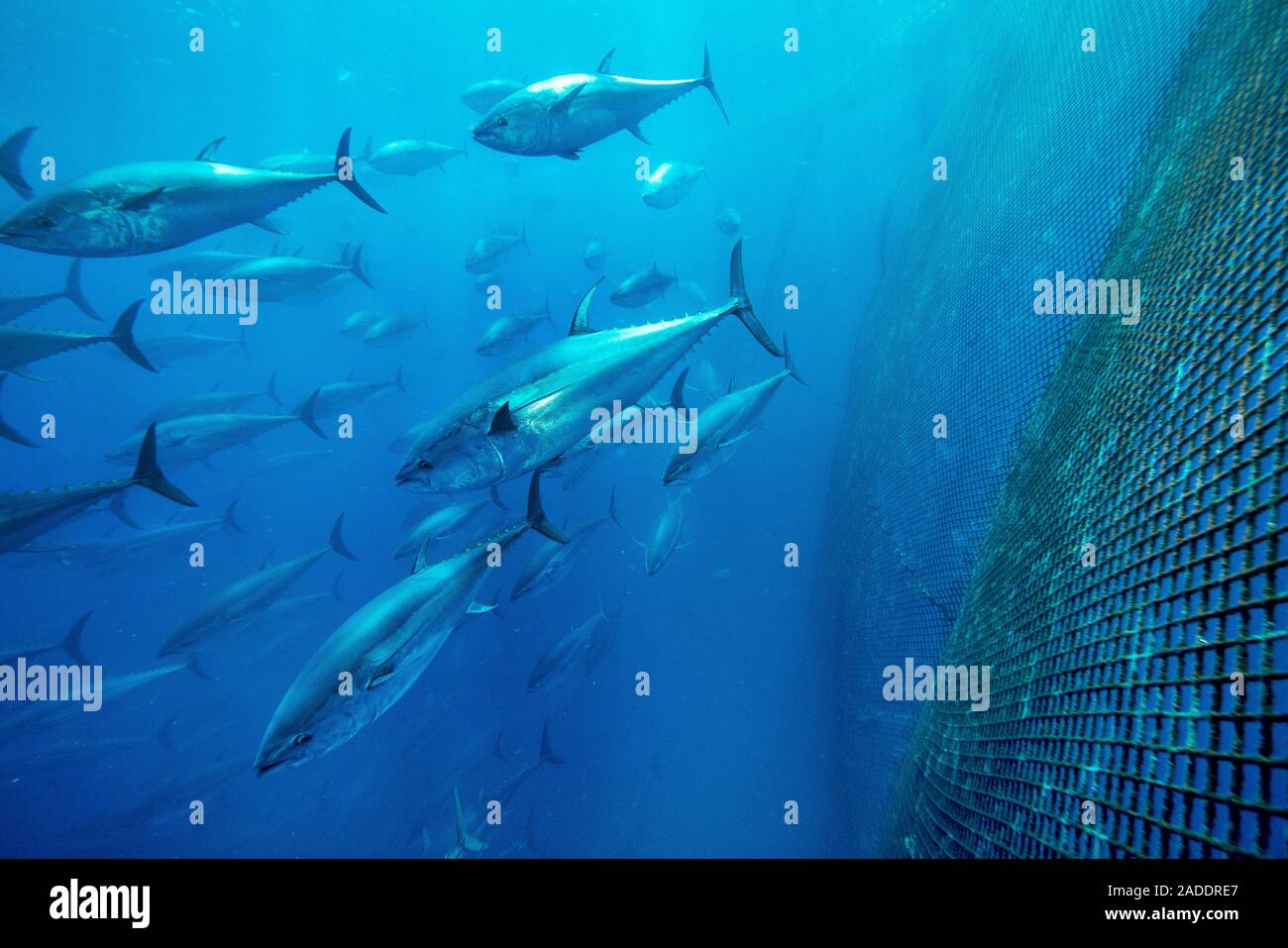 Bluefin tuna fish farm in the Mediterranean. Atlantic bluefin tuna