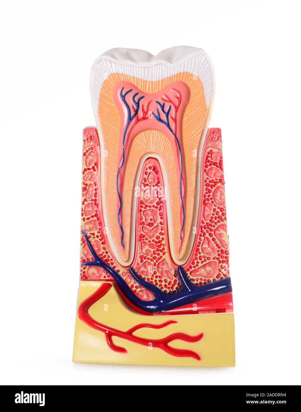 Healthy tooth. Model of a section through a healthy human molar tooth ...