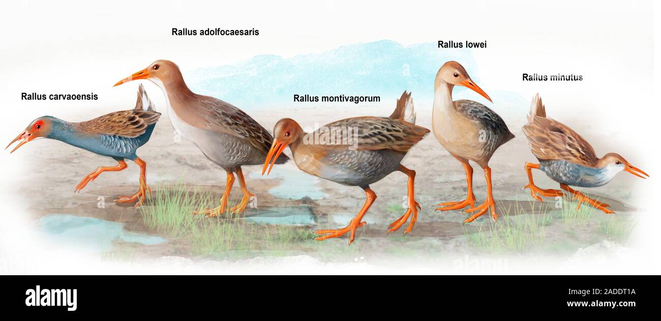 Forest Rails Bird Prehistoric rails, illustration. Rails are wetland birds that feed on ...