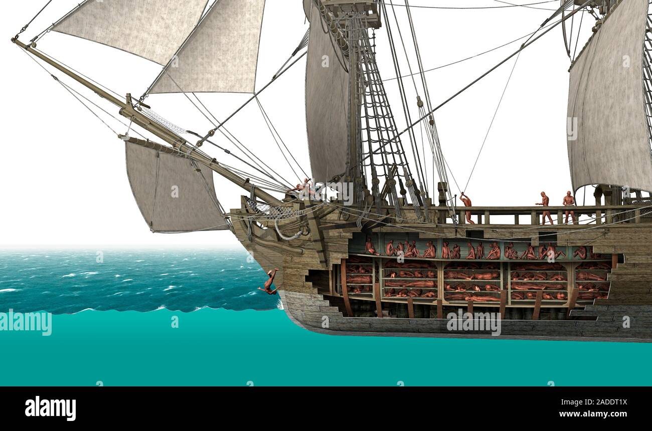 Slave ship, cutaway illustration. Slave ships carried hundreds of slaves across the Atlantic