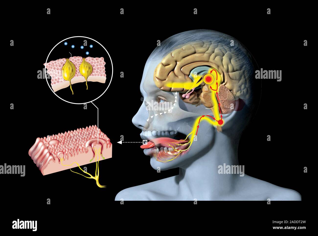 Taste and smell physiology. Illustration of a human head, showing the