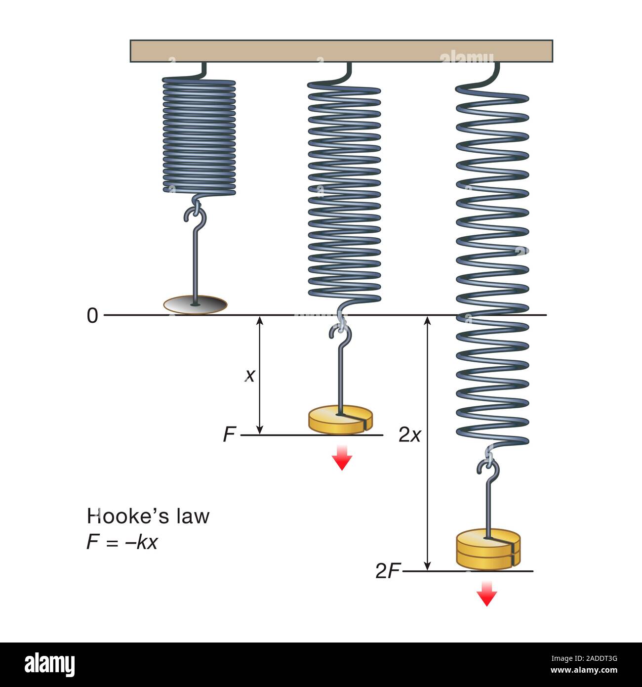 Hooke's law, illustration. Experimental demonstration of Hooke's law