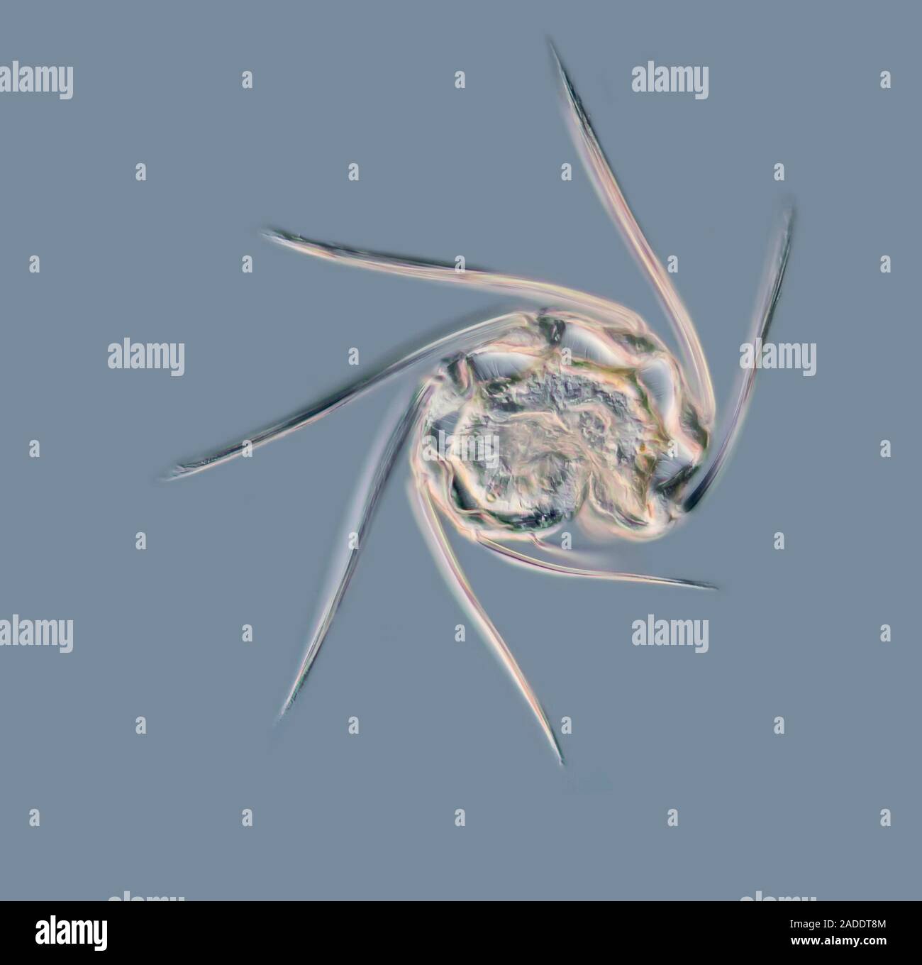 Light micrograph of a comb jelly (Ctenophora) embryo found in North Sea