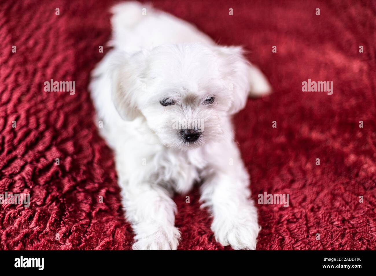 Cute small Maltese puppy lying on the bed Stock Photo Alamy
