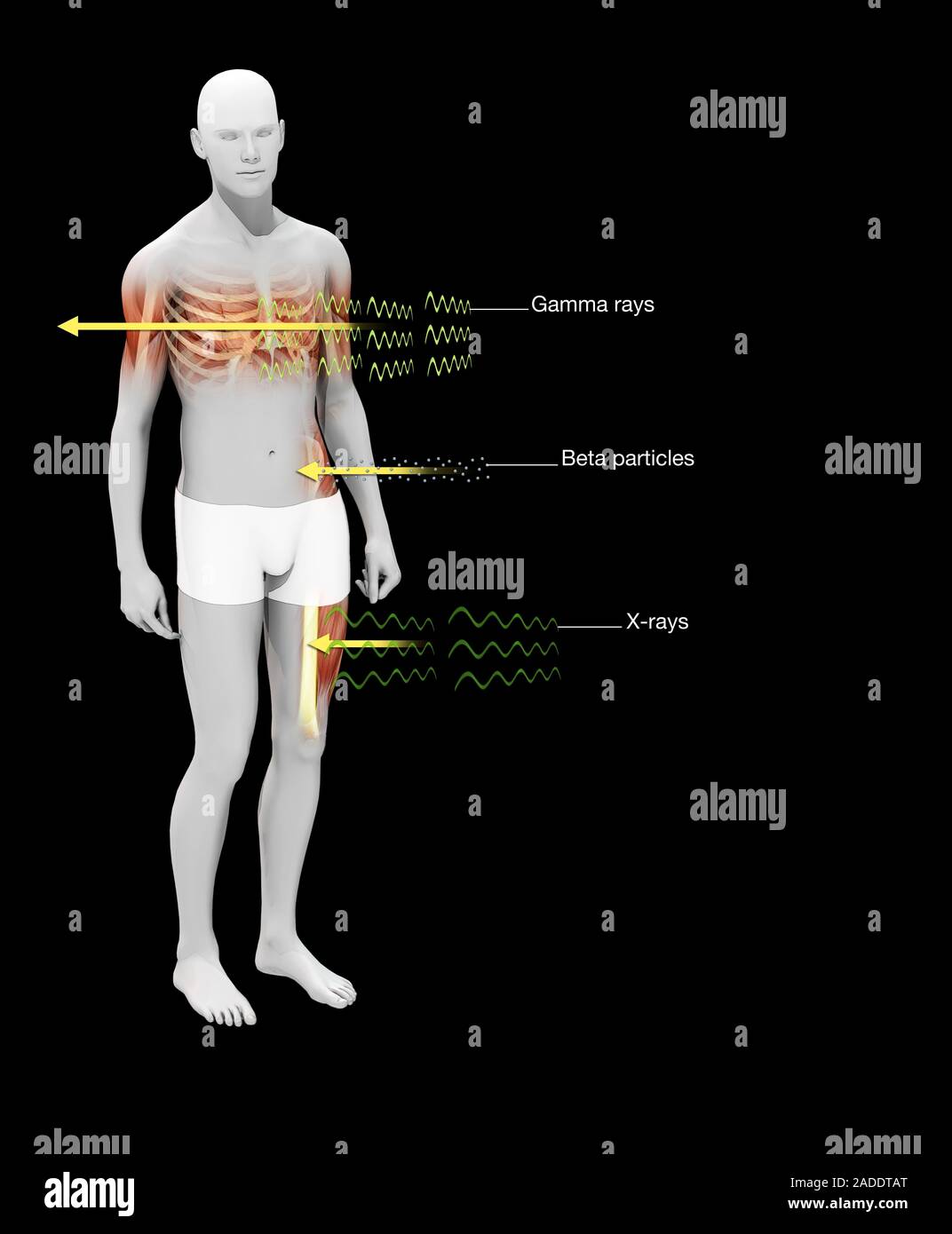 Radiation effects on humans, illustration. Three types of radiation are