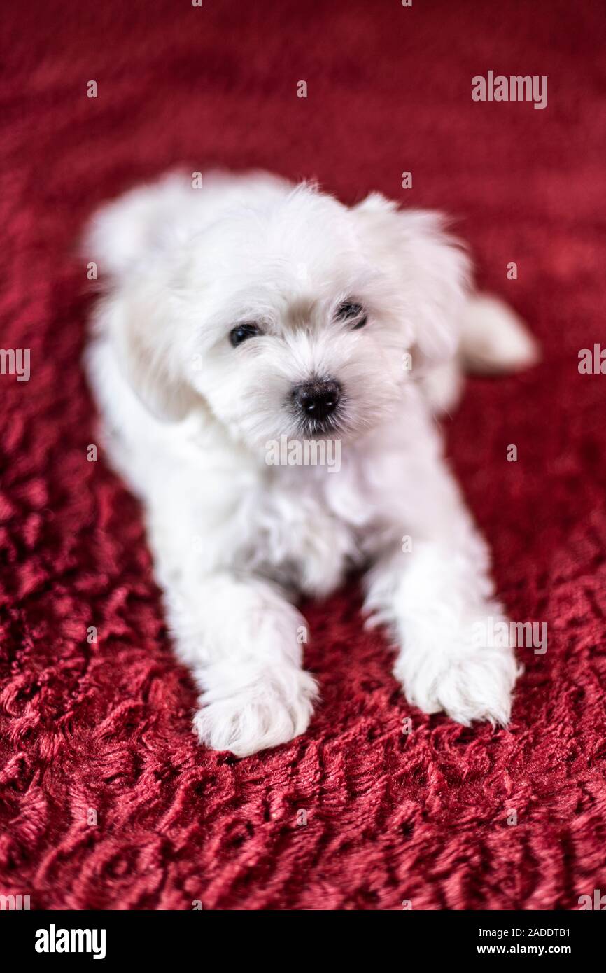 Cute small Maltese puppy lying on the bed Stock Photo Alamy