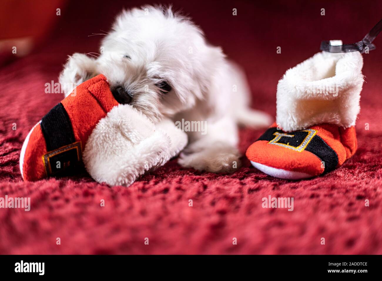 Cute Maltese puppy playing with a Santas boots Stock Photo Alamy