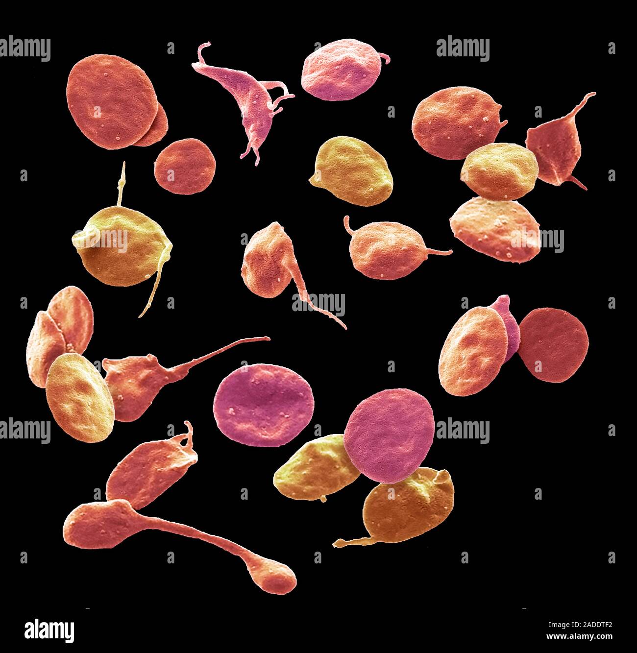 Platelets, coloured scanning electron micrograph (SEM). Platelets are