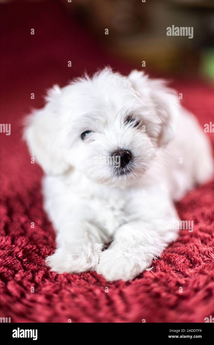 Cute small Maltese puppy lying on the bed Stock Photo Alamy