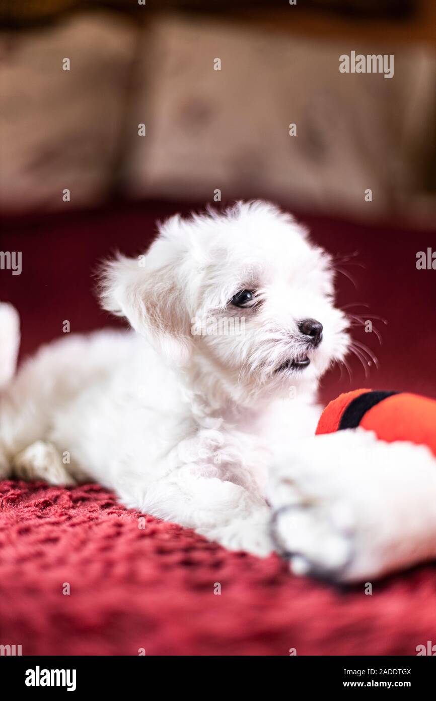 Cute Maltese puppy playing with a Santas boots Stock Photo Alamy