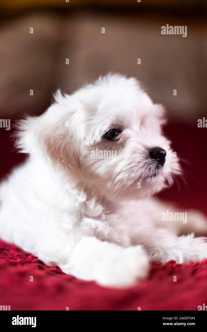 Cute Maltese Puppy Dog Cute Maltese Puppy Adorable Beautiful Adorable