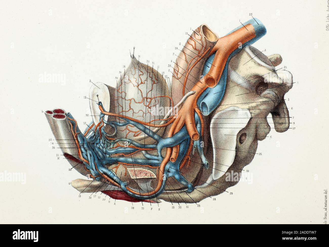 Male pelvic blood vessels and organs, 1866 illustration. Deep ...