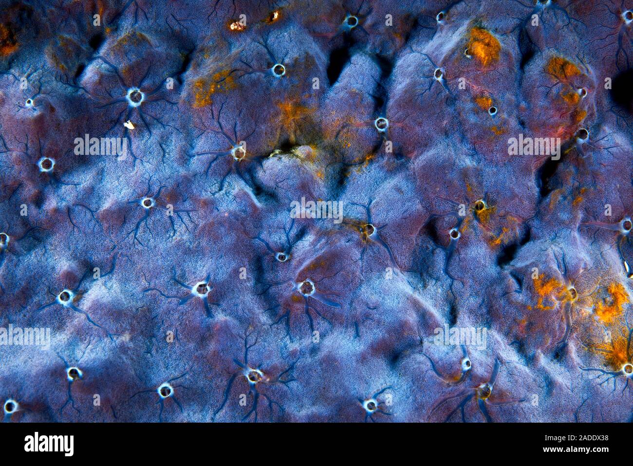Killer sponge. Sponges are simple multicellular animals, most species of which are marine. The