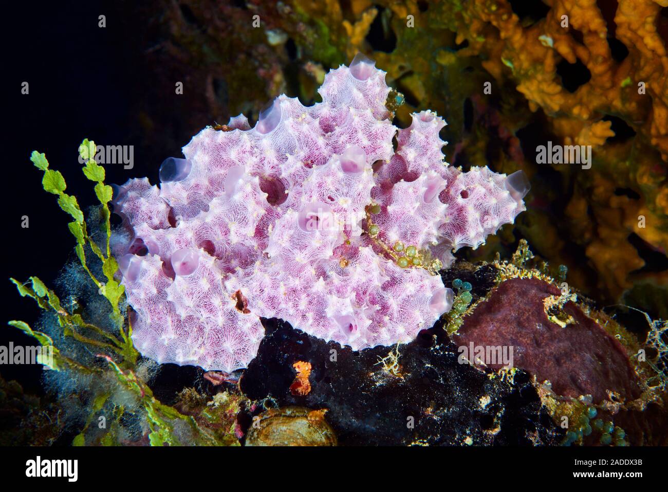 Sponge on a coral reef. Sponges are simple multicellular animals, most